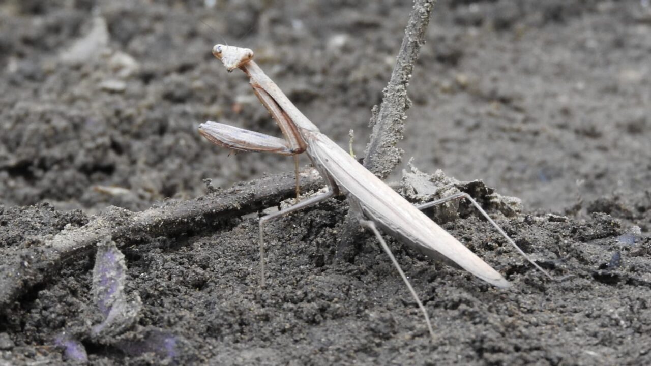 白黒写真のようなコカマキリ20171008-3