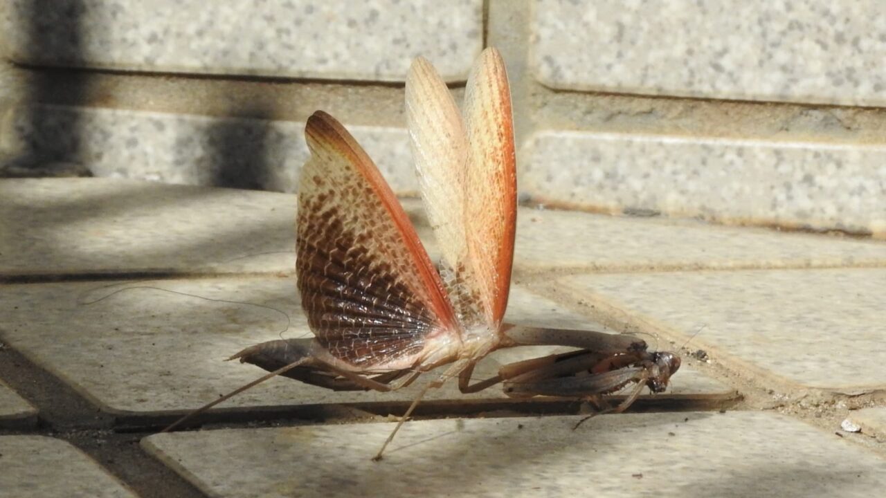 羽を広げて威嚇するコカマキリ20171030-1