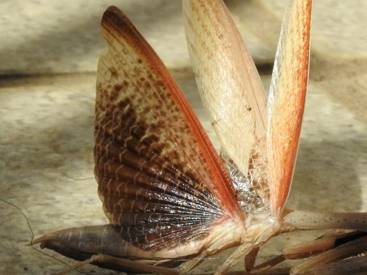 コカマキリの奇麗な羽20171030