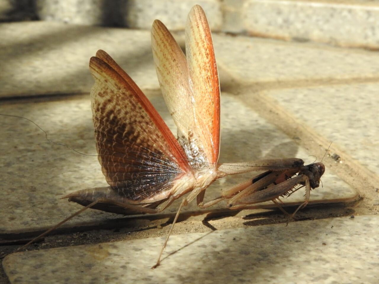 コカマキリ20171030-3