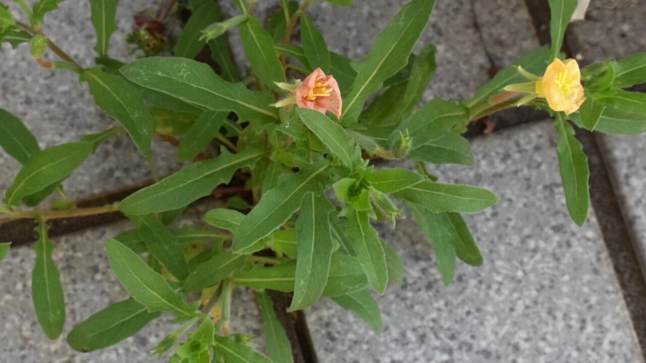 コマツヨイグサ202005-6（開花中の黄花と萎んだ赤花）