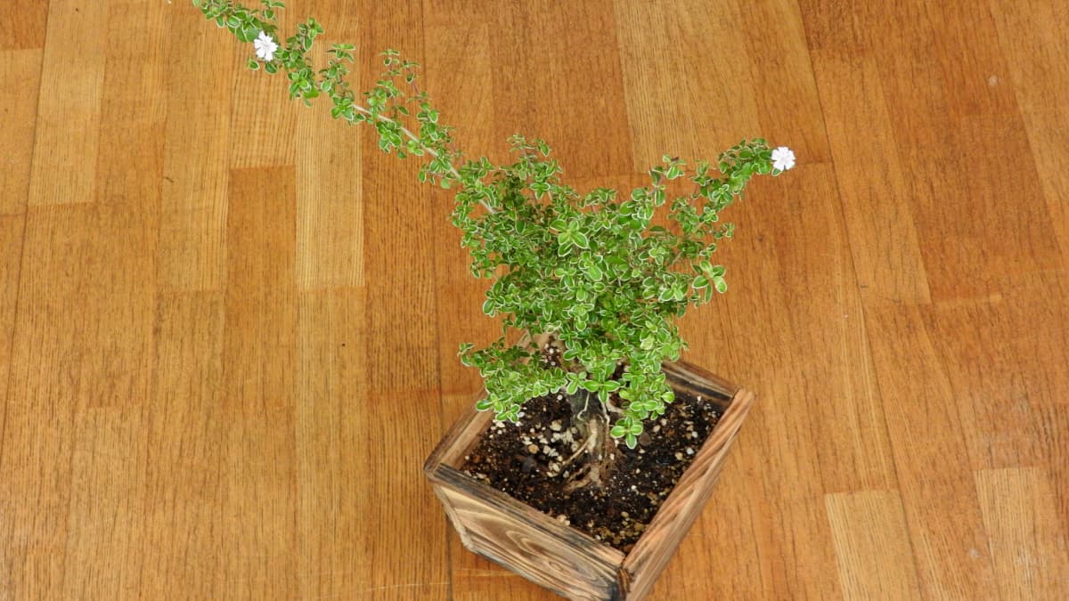 紅鳥花盆栽2017（キャッチ画像）