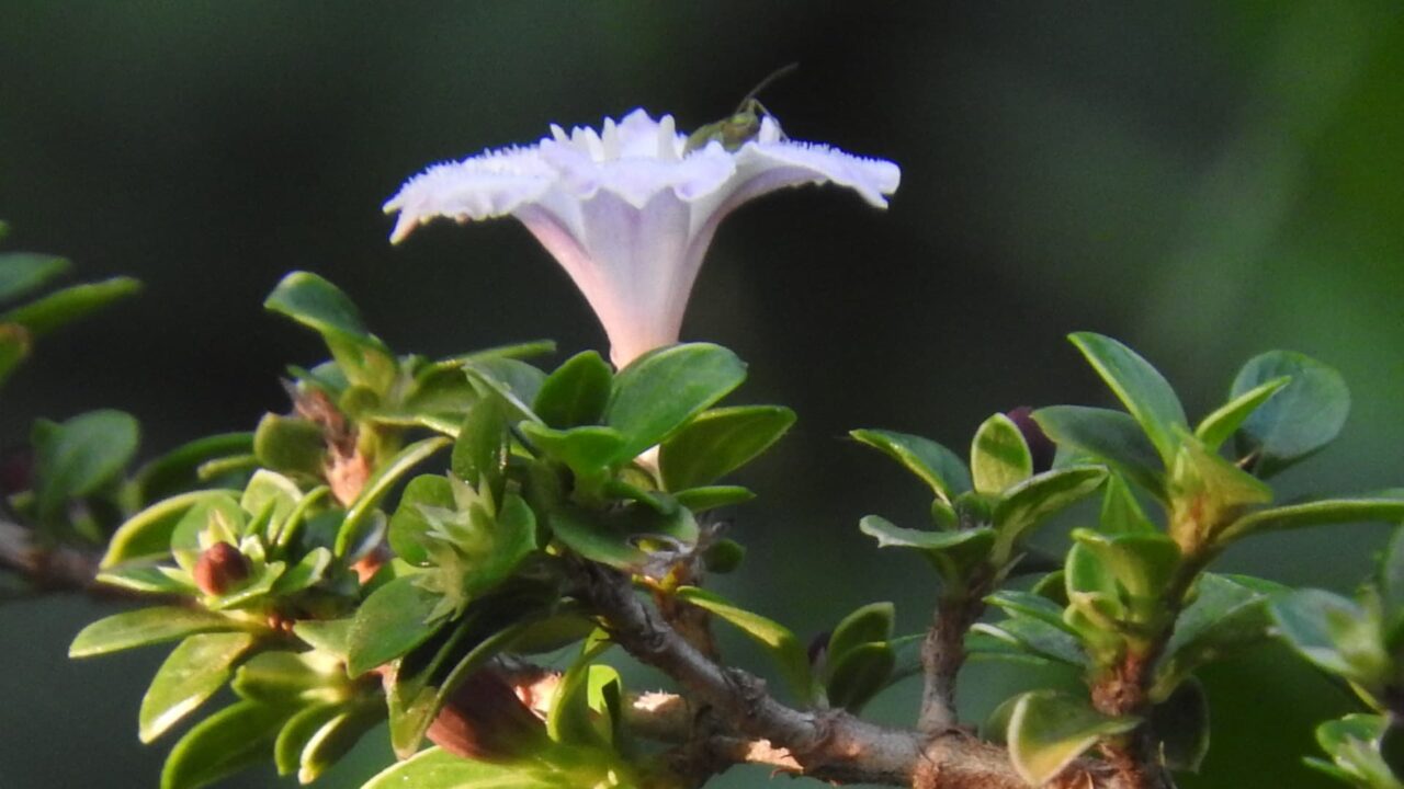 紅鳥花一輪拡大20170925-1