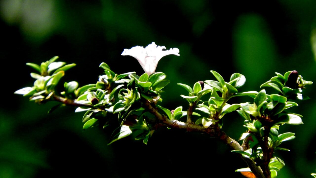 紅鳥花一輪拡大20170925-2