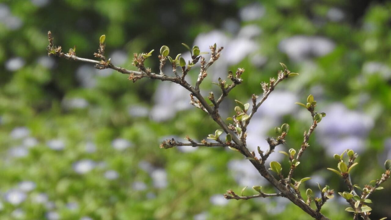 紅鳥花新葉20180328