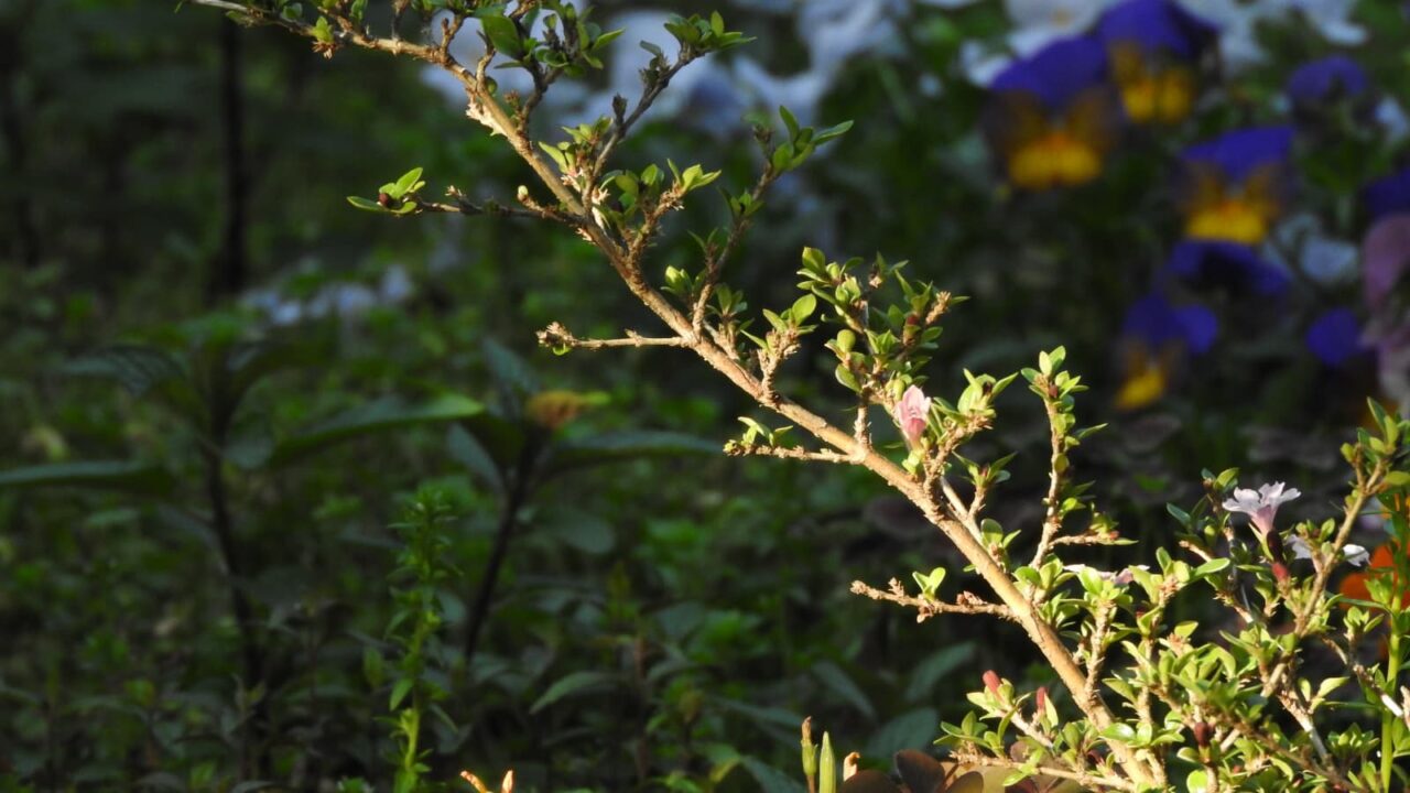 紅鳥花咲き始め20180428