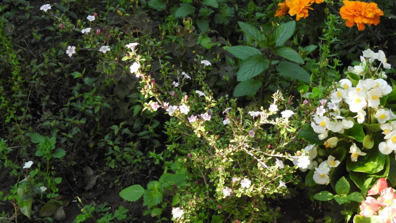 紅鳥花三分咲き20180505