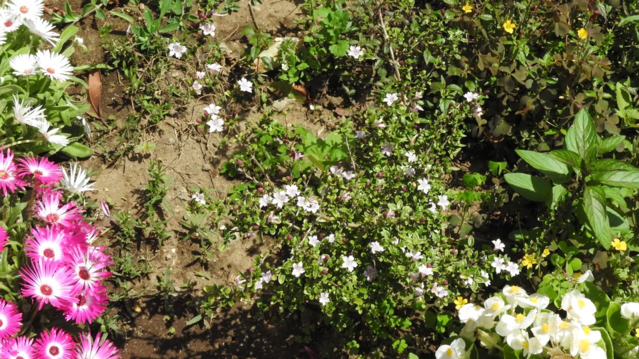 紅鳥花三分咲き20180506(上から)