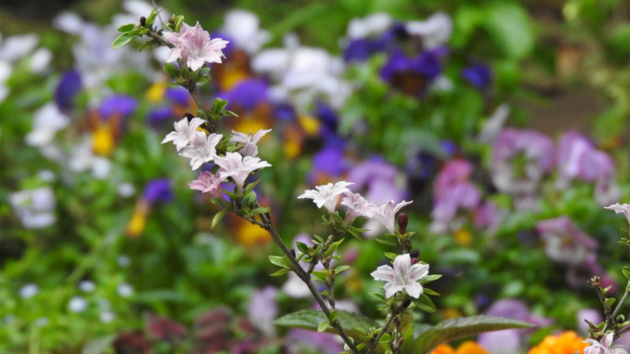 紅鳥花20180514-1(花々を背景に)