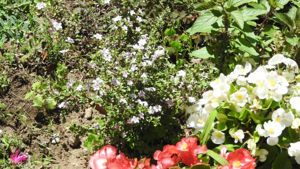 紅鳥花20180520-2(まだ小さな株)