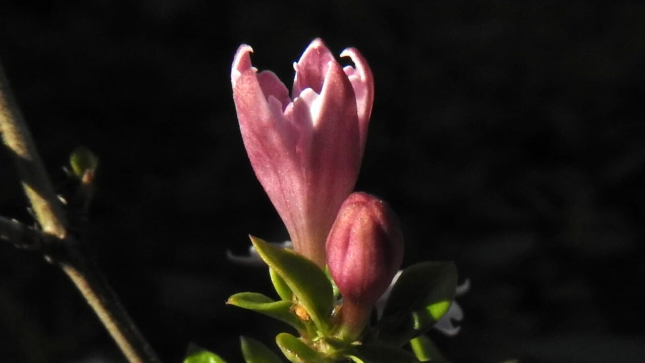 紅鳥花の単花拡大2018(開花開始)