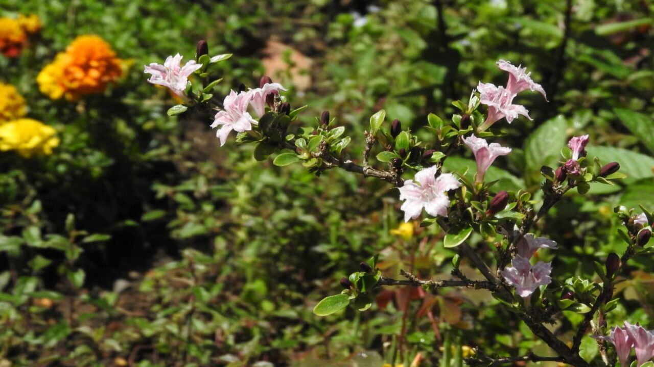 陽の下で元気一杯の紅鳥花2018-10