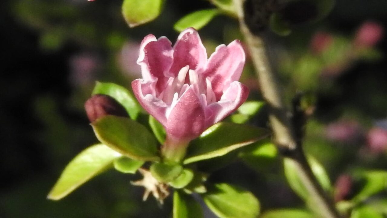 紅鳥花の単花拡大2018(開きかけ)
