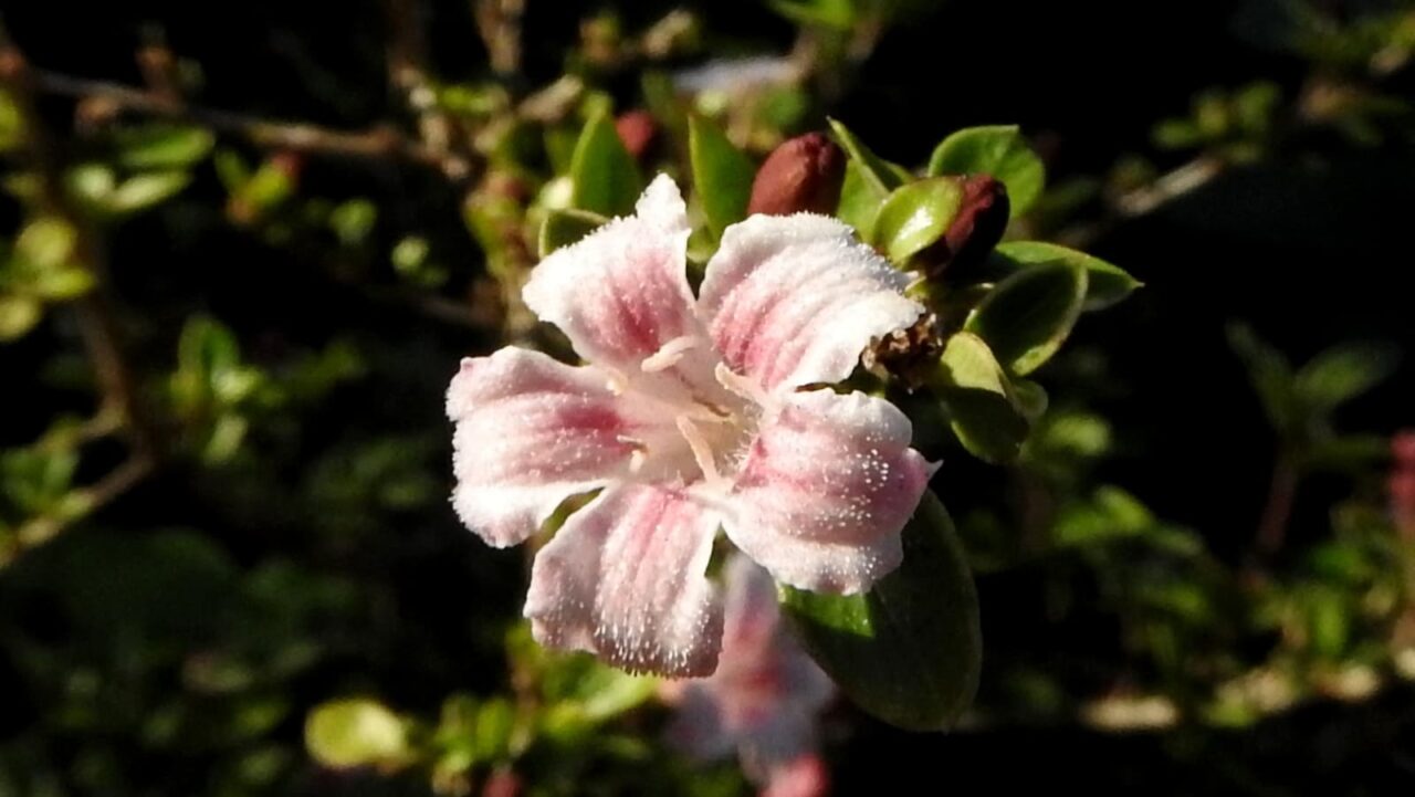 紅鳥花の単花拡大2018-6(斜め正面)