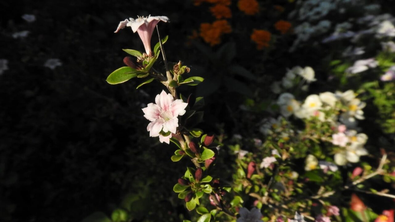 朝日に輝く紅鳥花201805-1
