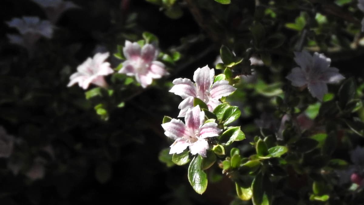朝日に輝く紅鳥花201805（キャッチ画像）