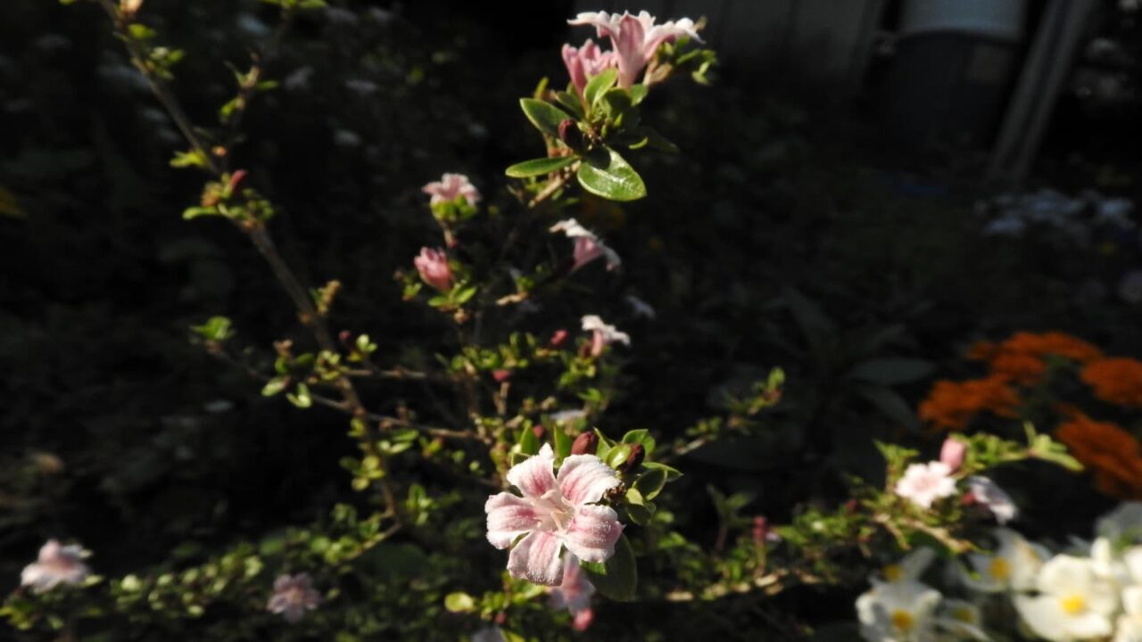 朝日に輝く紅鳥花201805-2