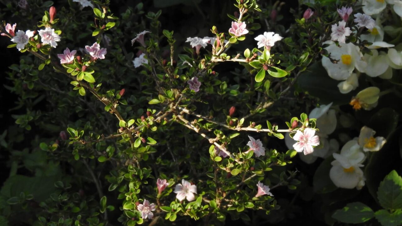 朝日に輝く紅鳥花201805-3