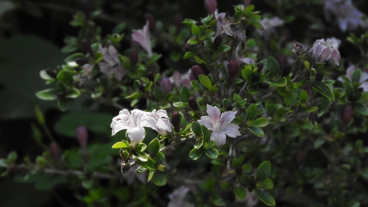 朝日に輝く紅鳥花201805-5