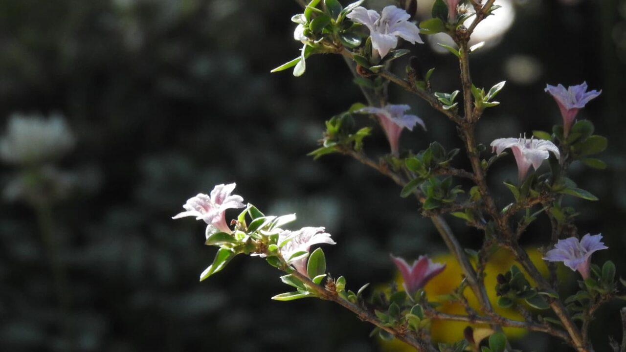 朝日に輝く紅鳥花201805-6