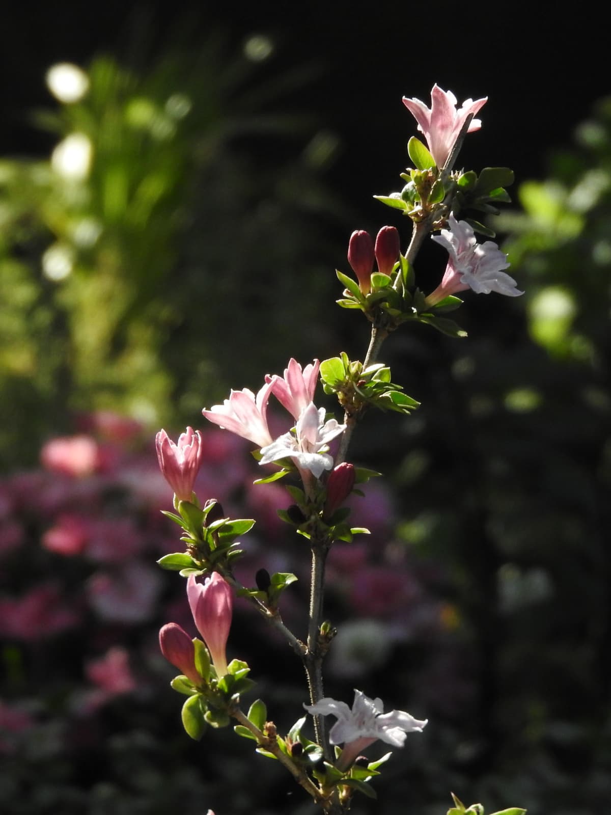朝日に輝く紅鳥花201805-7