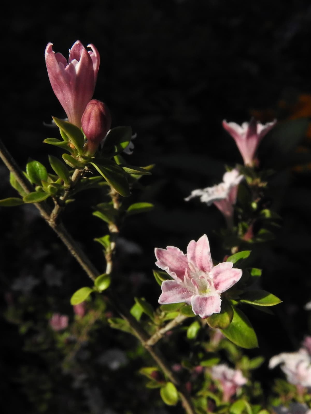 朝日に輝く紅鳥花201805-8