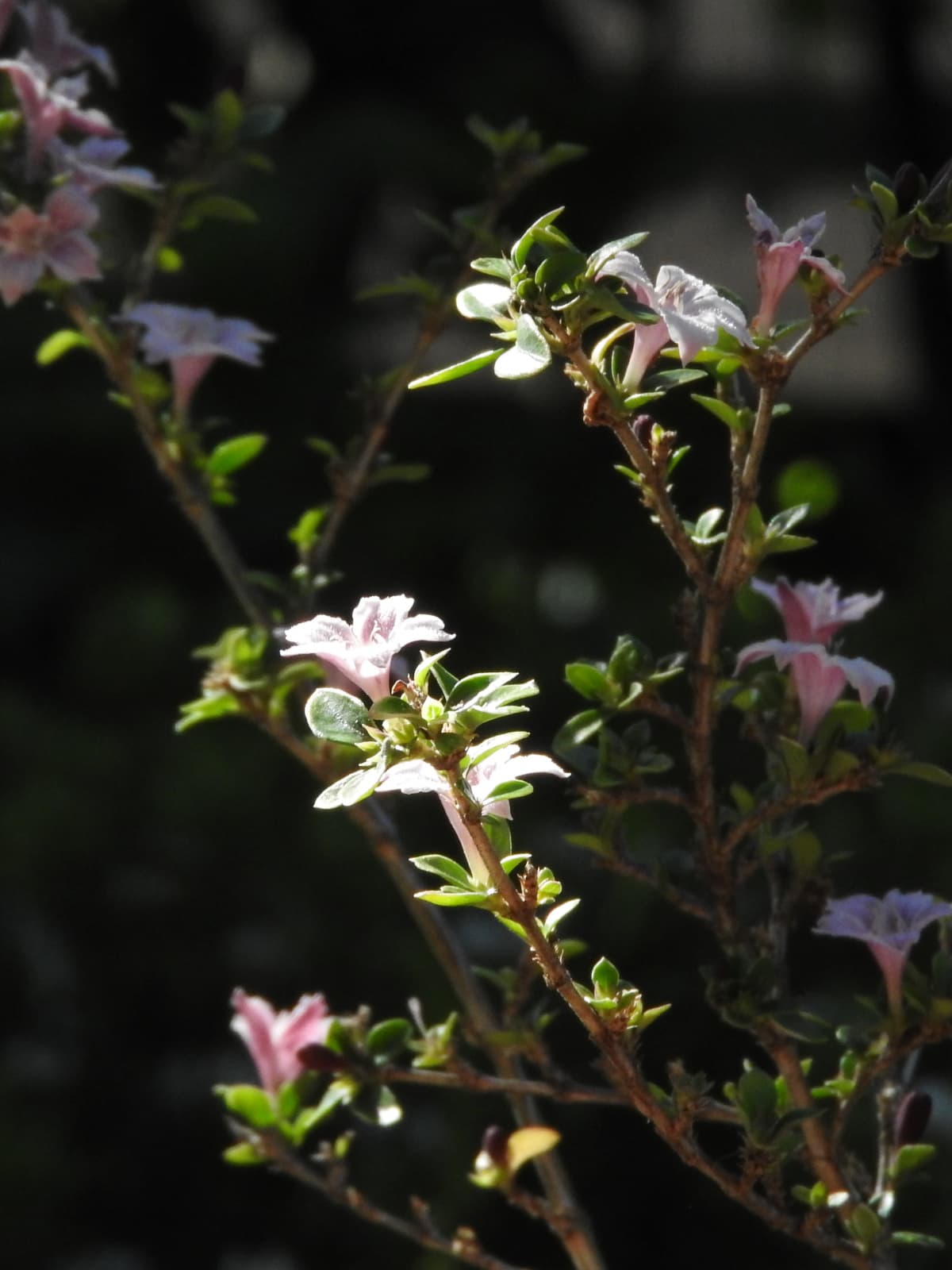 朝日に輝く紅鳥花201805-9