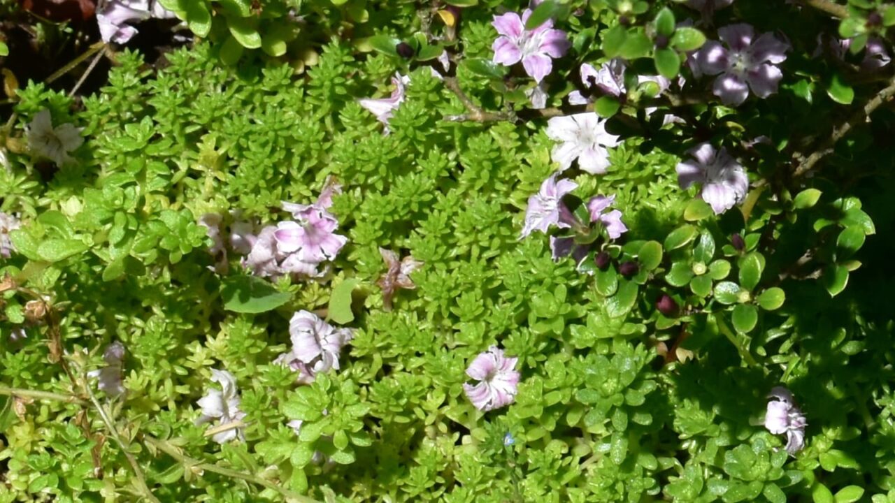 森村万年草の上に散る紅鳥花202005-2