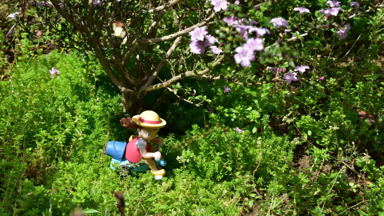 丸葉万年草の草原を走るメイ202005-2