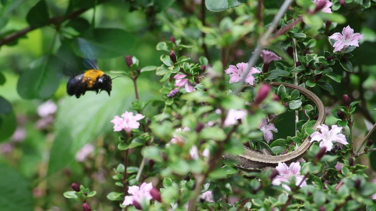 紅鳥花に着地するクマバチと待ち構えるカナヘビ20260509-1
