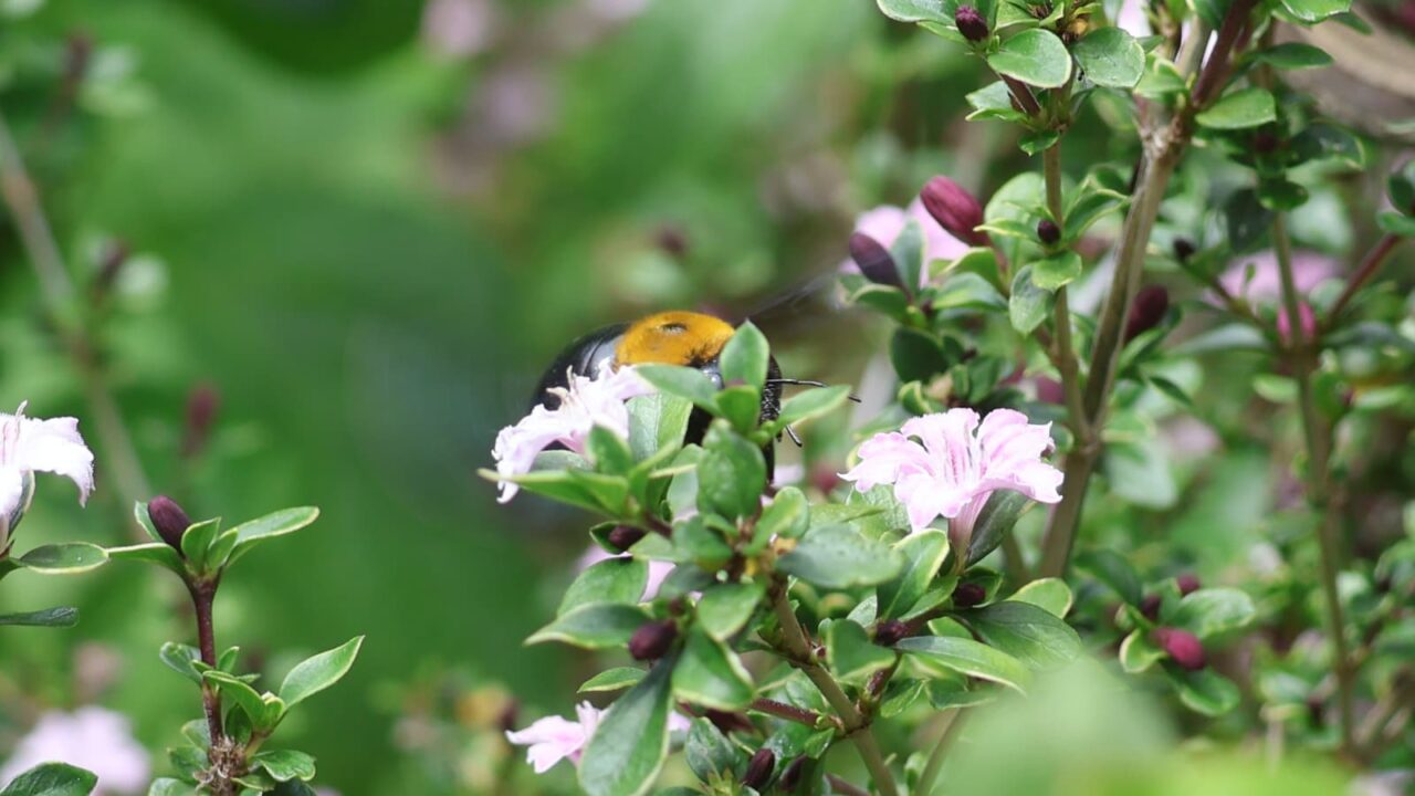 紅鳥花に吸蜜中のクマバチ20260509-2