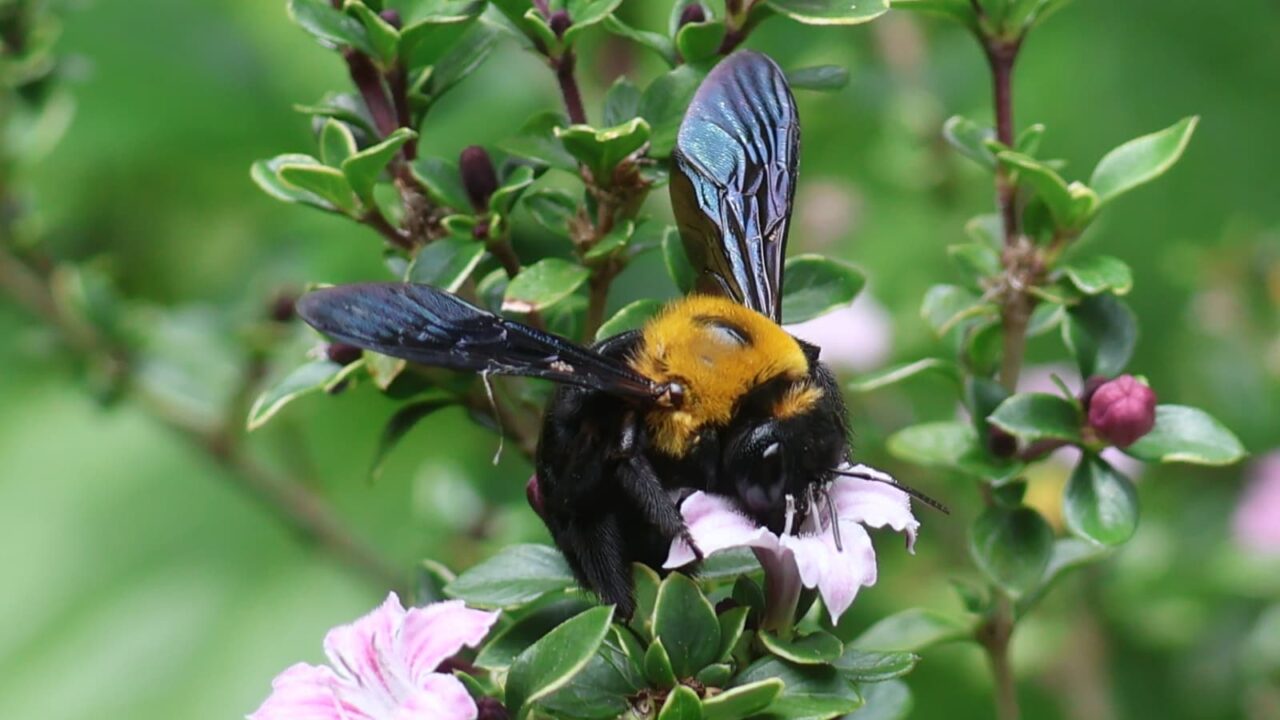 紅鳥花に吸蜜中のクマバチ20260509-3