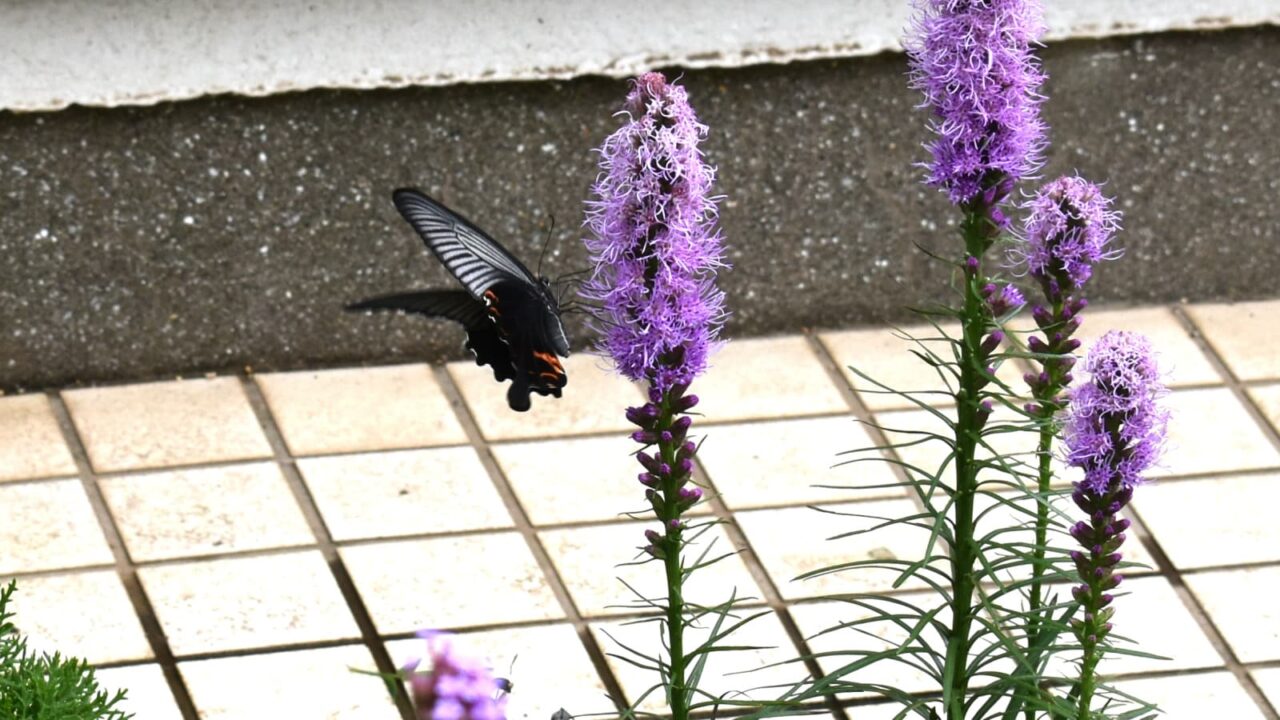 クロアゲハ202007-2（リアトリスの蜜を吸う）