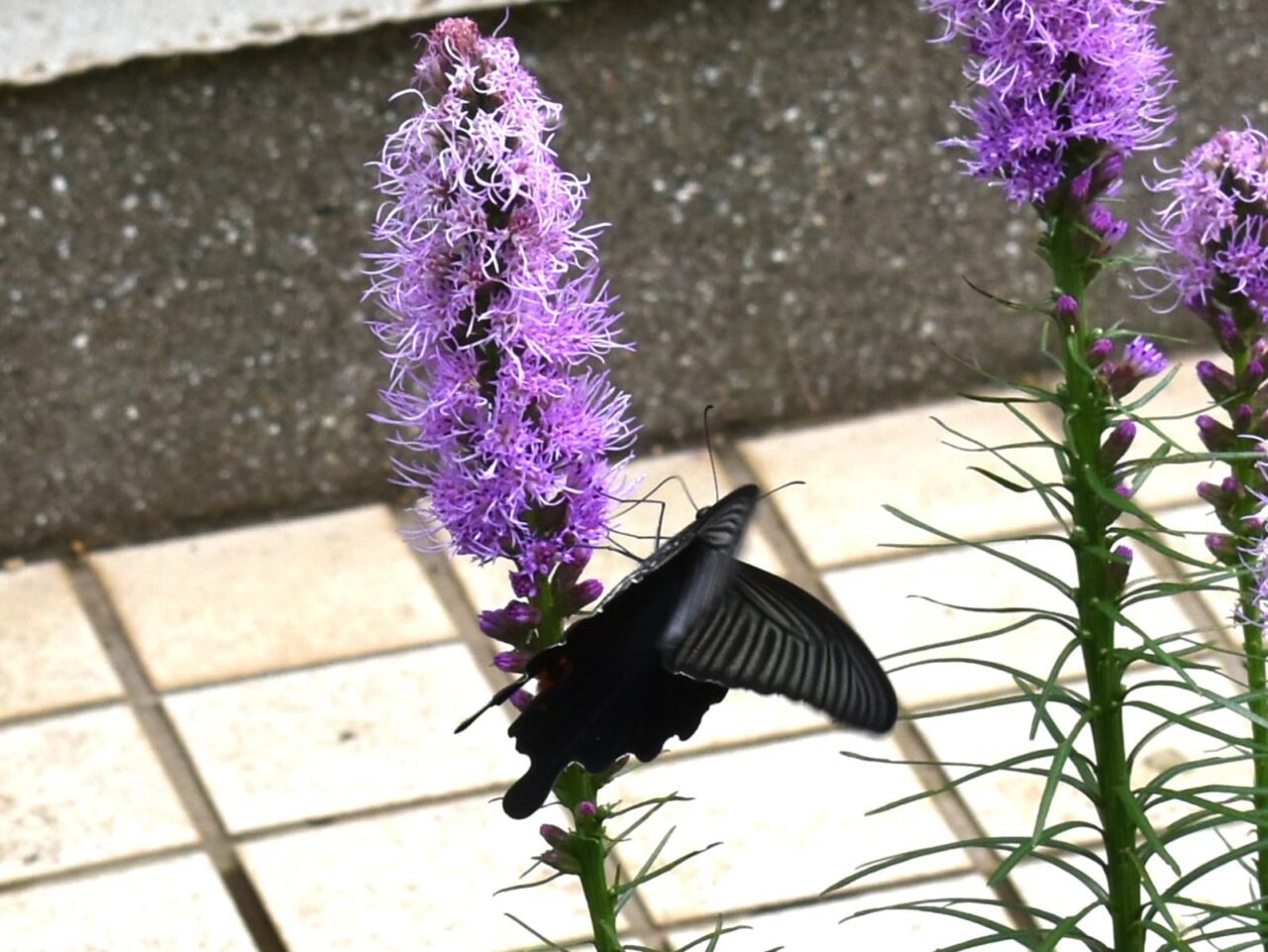 クロアゲハ202007-4（リアトリスの蜜を吸う）