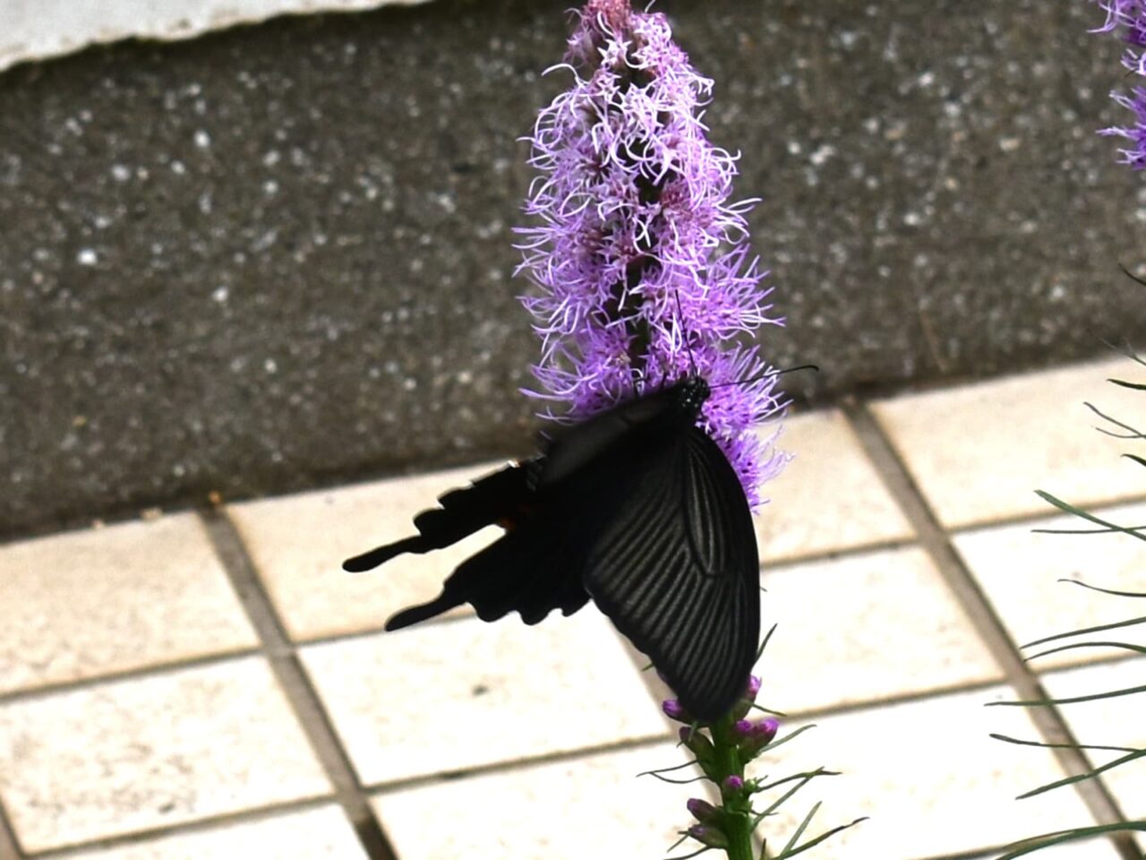 クロアゲハ202007-5（リアトリスの蜜を吸う）