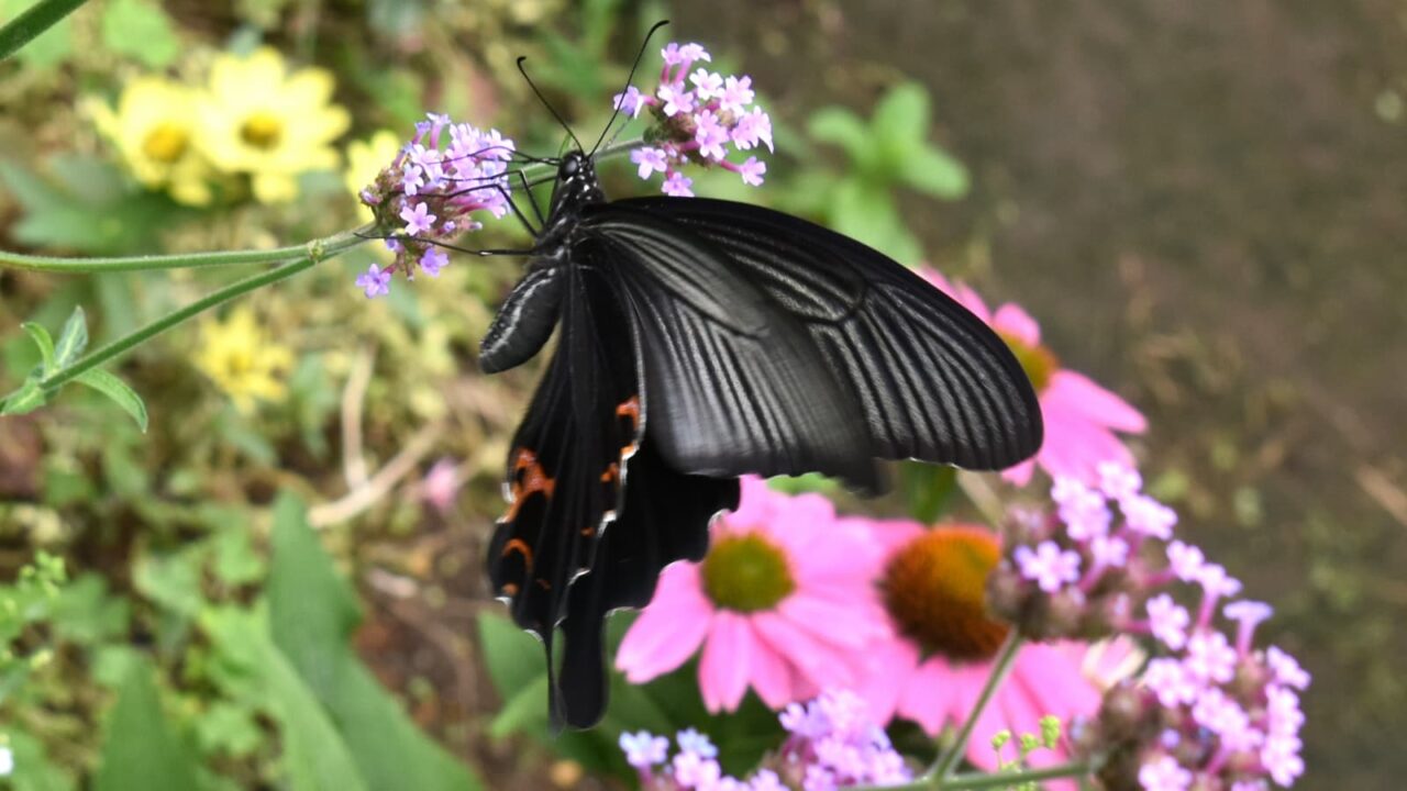 クロアゲハ202007-6（バーベナの蜜を吸う）