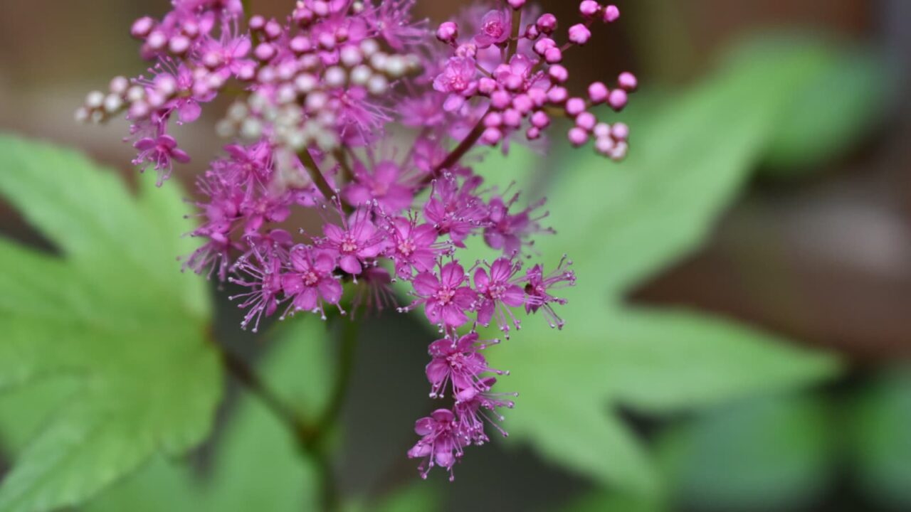 京鹿の子20210627(枝垂れる花風情)