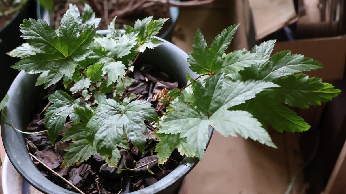 京鹿の子20251218