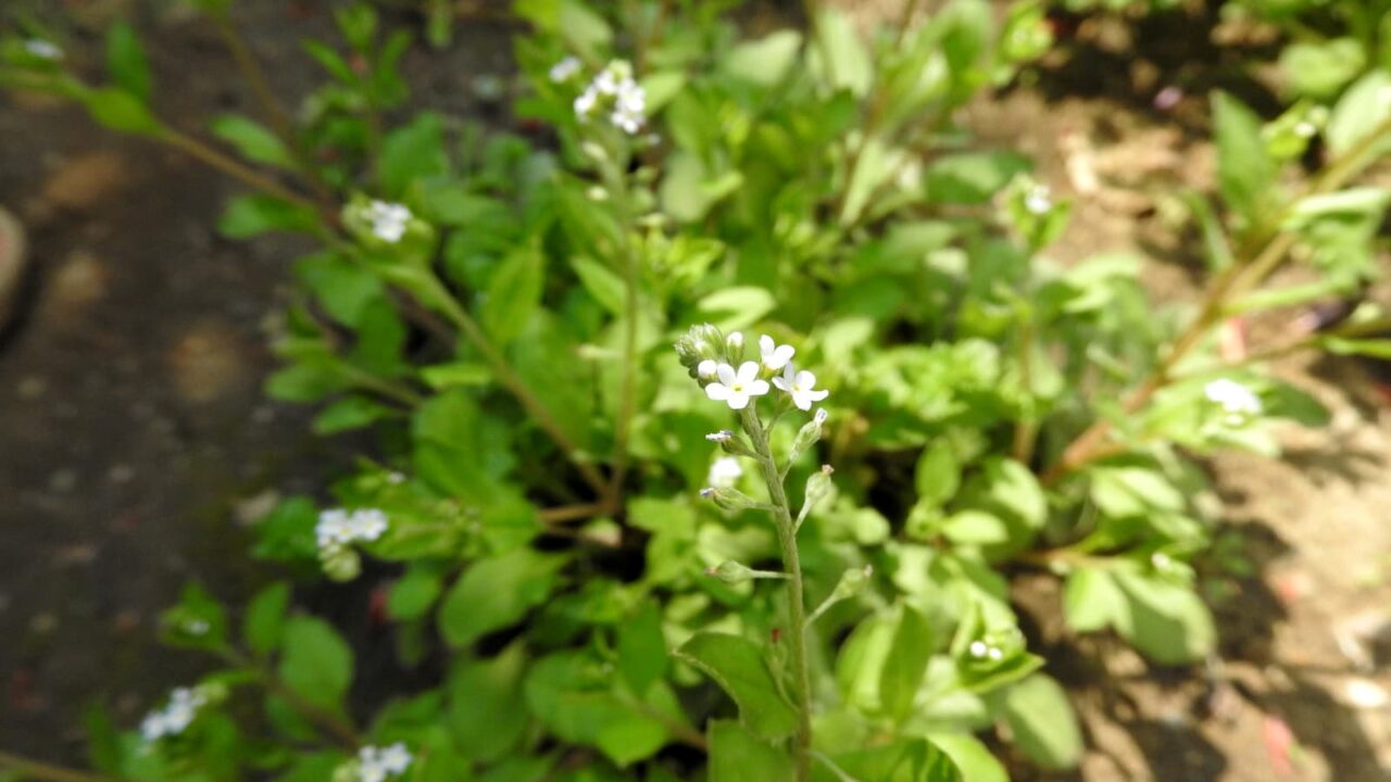 キュウリグサの花20180328