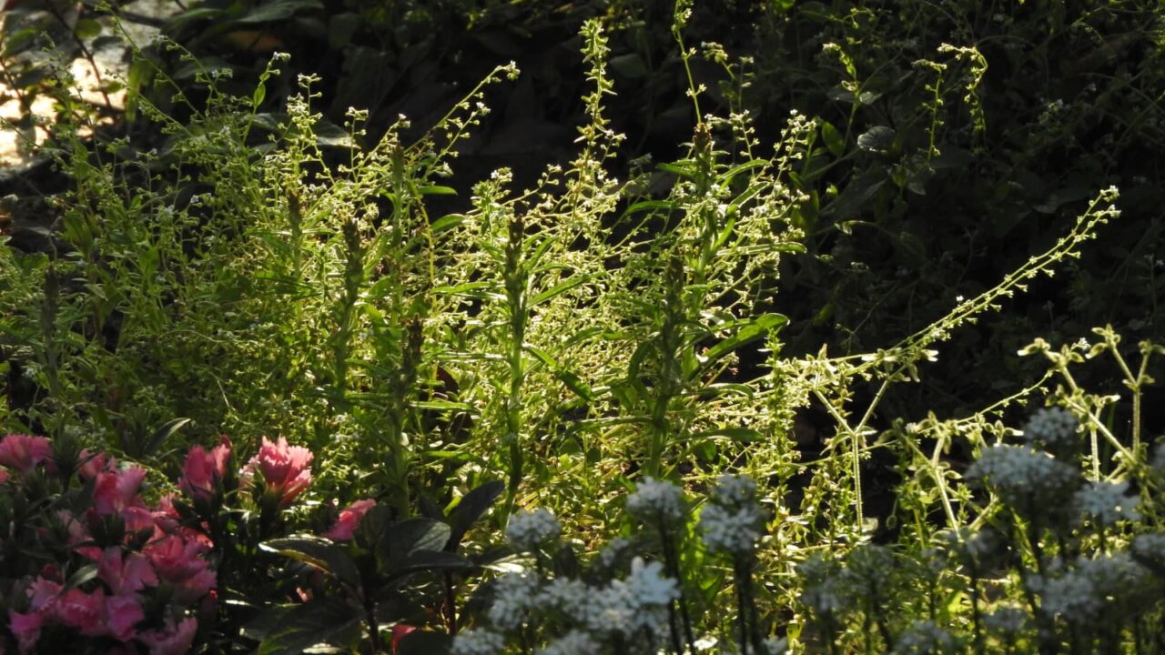 透過光のキュウリグサの叢20180501