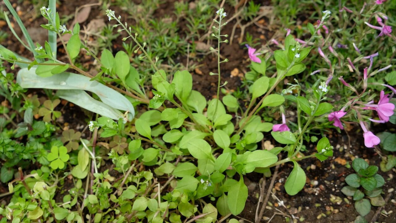 キュウリグサの花20190417