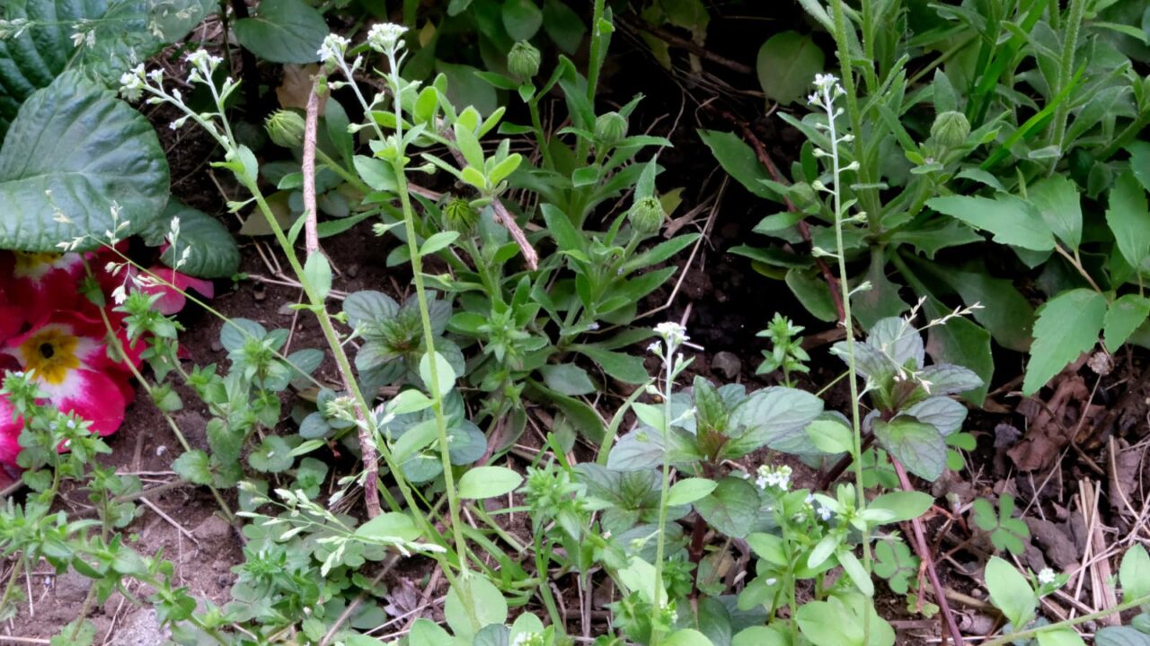 キュウリグサの花20190419-1