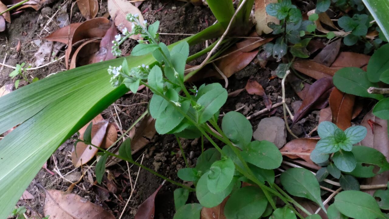 キュウリグサの花20190419-2