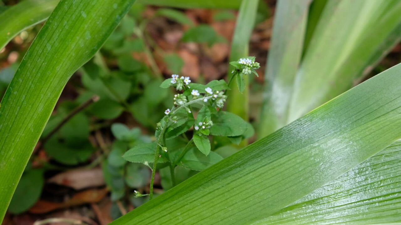 キュウリグサの花20190419-3