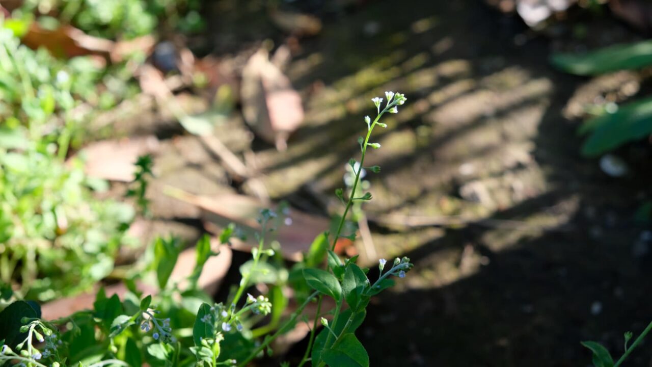 キュウリグサの花20190420