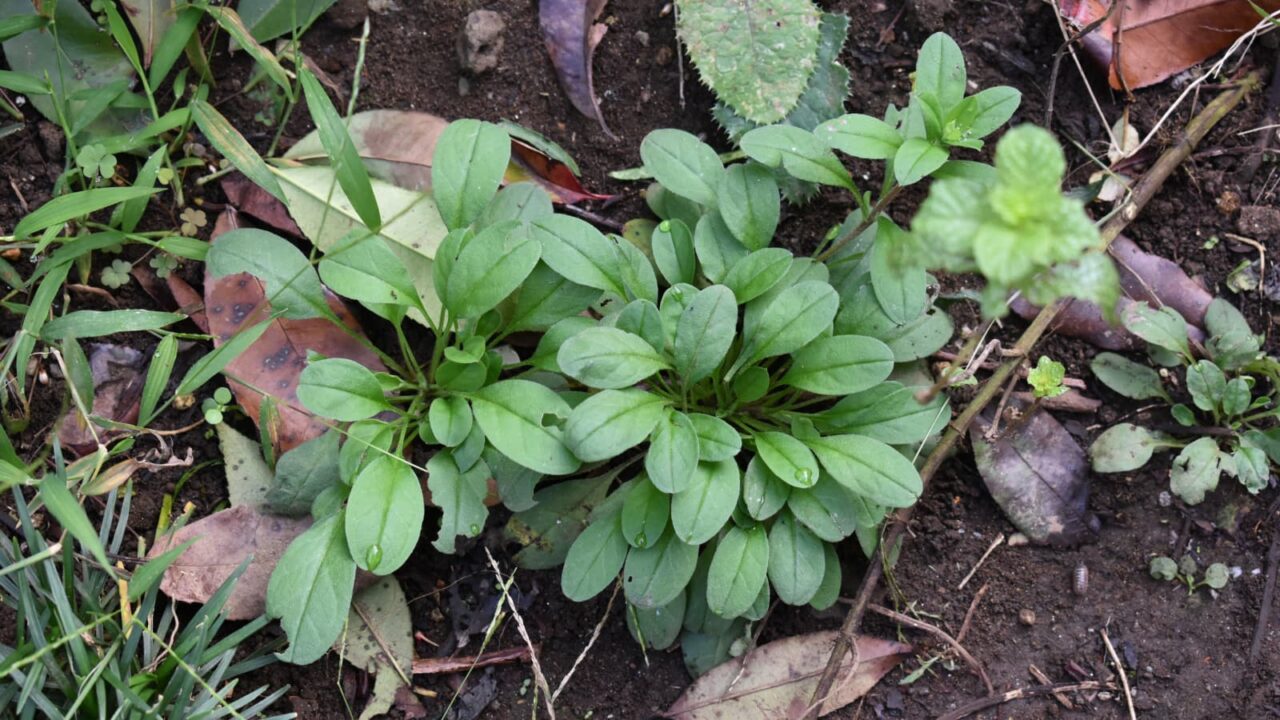 キュウリグサのロゼット20191001