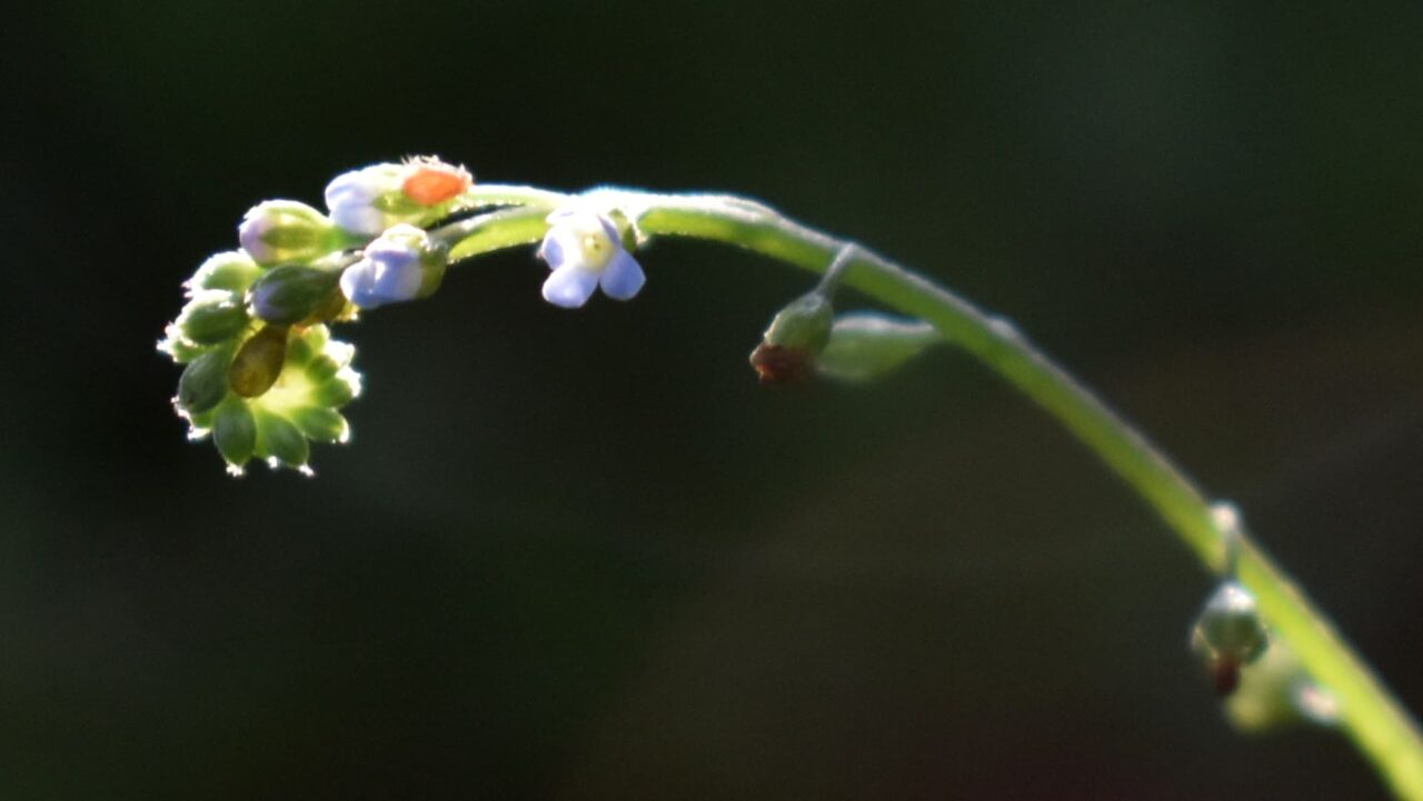 キュウリグサのサソリ型花序202004