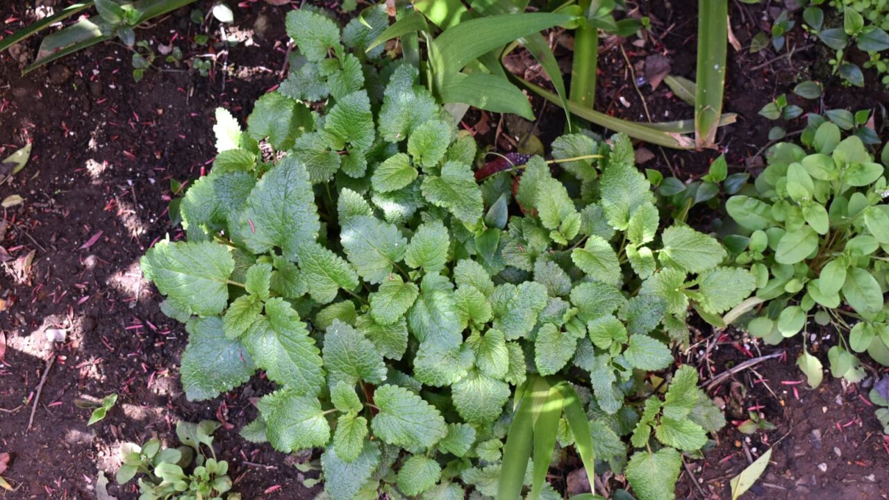 レモンバーム1-20210324