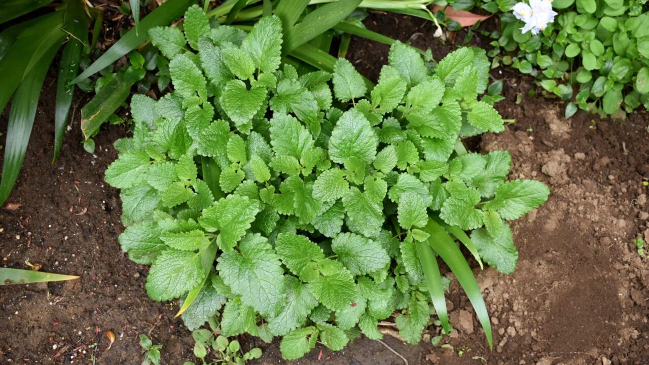 レモンバーム1-20210330