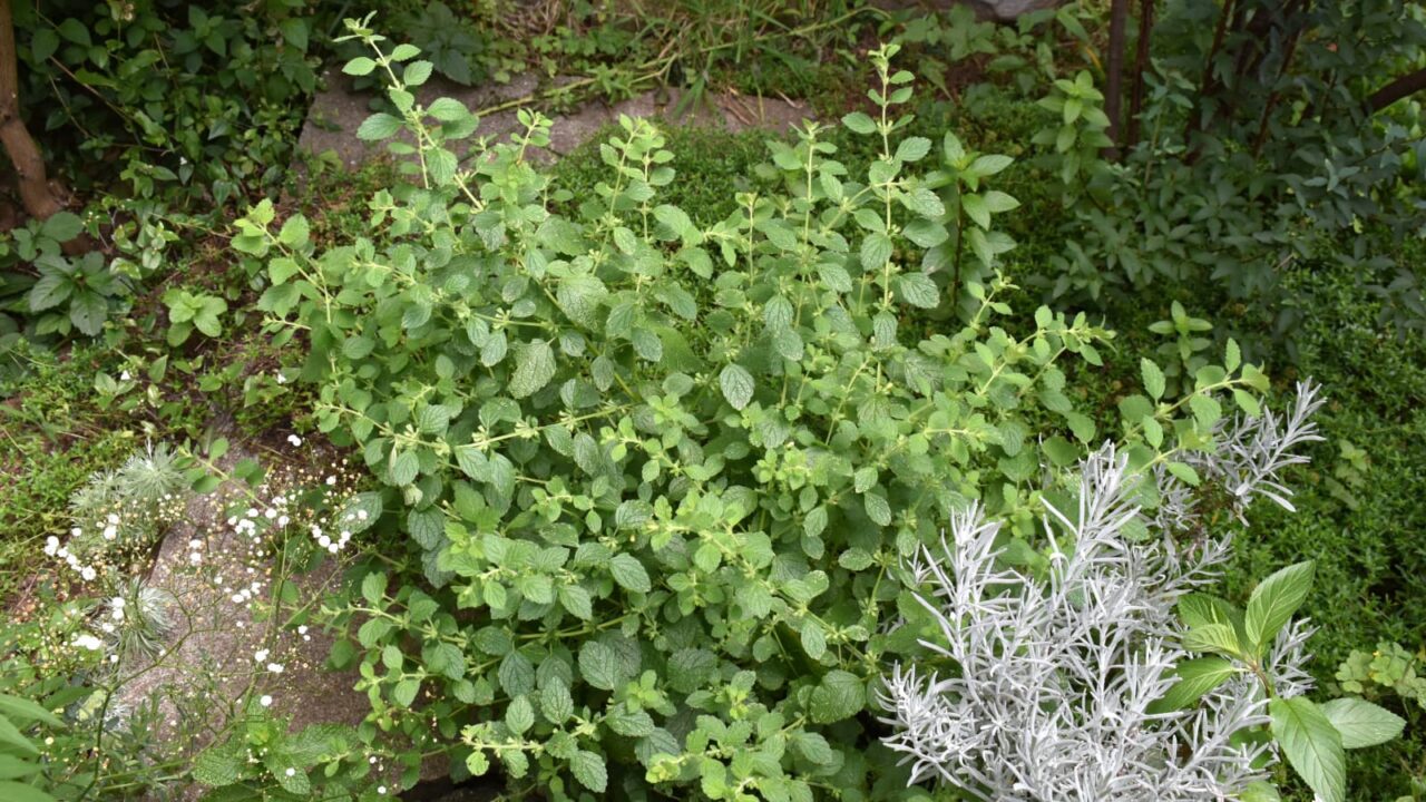 レモンバーム1-20210617